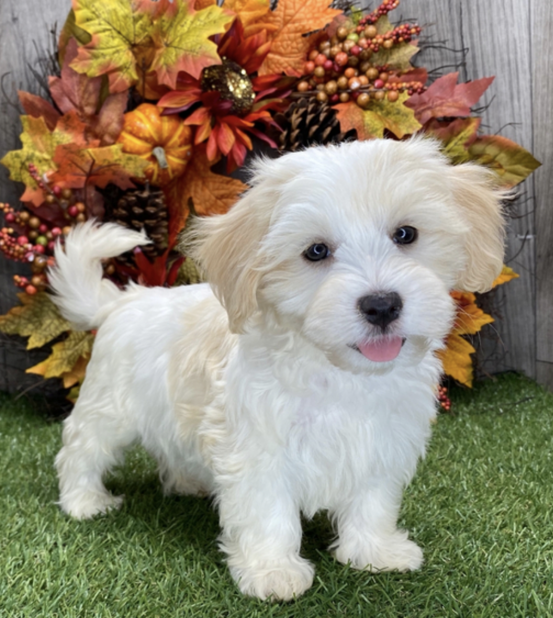 comprar cachorros sanos, baratos y asequibles para la venta